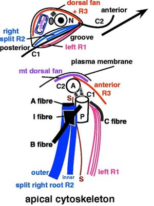 말라위모나스, 개략도