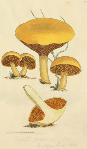 제임스 소워비의 1797년 저서 영국 버섯의 채색 도해에 실린 Boletus piperatus