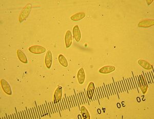 포자는 좁고 방추형이다.