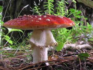 매운그물버섯(Chalciporus piperatus)은 광대버섯( Amanita muscaria )에 기생하는 것으로 의심된다.