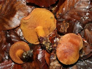 갓의 뒷면 모습