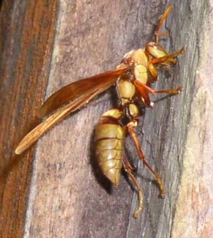 벨리즈에서 촬영된 망나니쌍살벌(Polistes carnifex)