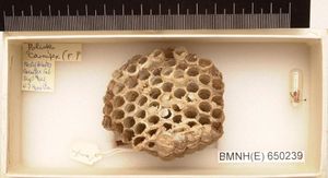윌리엄 도널드 해밀턴이 1967년 브라질에서 수집하여 런던 자연사 박물관에 보관된 망나니쌍살벌 둥지
