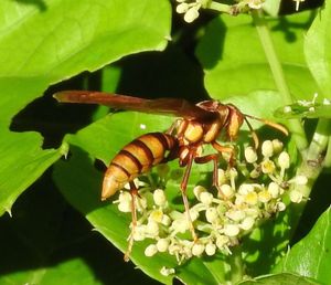 멕시코 시날로아 주 마사틀란에서 Cissus 종 식물의 꿀을 먹고 있는 망나니쌍살벌