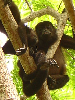 망토고함원숭이 휴식