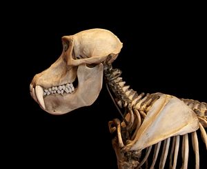 맨드릴(Mandrillus sphinx) 두개골과 견갑골