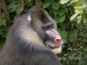 맨드릴이 조용한 이빨 드러내기를 하는 모습