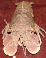 매미새우아과의 일종인 Arctides antipodum