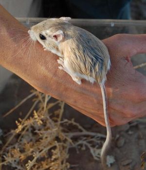 메리엄캥거루쥐 (Dipodomys merriami)