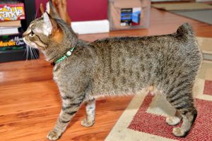 "럼피 라이저" 꼬리 예시