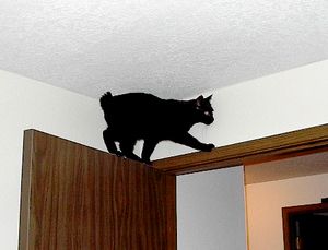 털이 짧고 꼬리가 없는 검은색 맹크스