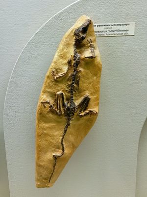 Mesenosaurus romeri 골격