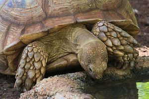 메이올라니아의 사지는 일부 현대 육지 거북에서 보이는 갑옷과 유사한 판과 원뿔 모양의 골편으로 덮여 있었을 것으로 추정된다.