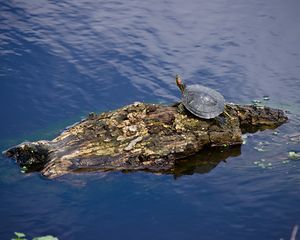 한 가설에서는 메이올라니아가 먼 섬으로 뗏목을 타고 이동했을 수 있다고 제안한다.