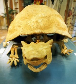 메이올라니아 플라티셉스(M. platyceps) 화석의 앞모습