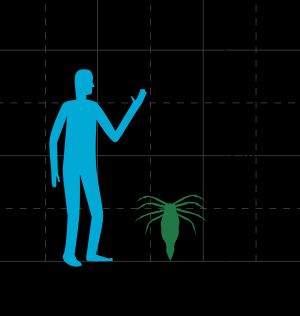 메가라크네와 사람의 크기 비교