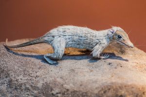 메가조스트로돈 모형, 런던 자연사 박물관