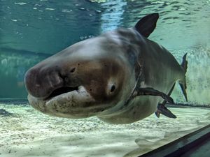 일본 나가사키 펭귄 수족관의 표본. 태국에서 기증됨