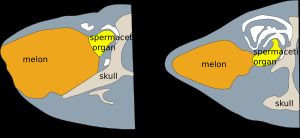 꼬마향고래의 멜론과 정자고래유 기관 단면도