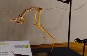 2017년 일본 기가 공룡 전시회에 전시된 마운트된 모식 표본