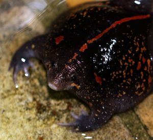 벨리즈에서 촬영된 멕시코맹꽁이의 머리 (2015년 6월 1일)