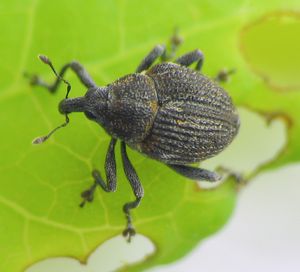 생물학적 방제에 사용되는 Rhinoncomimus latipes.