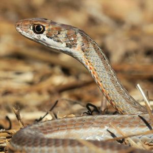 모래뱀속 (Psammophis notostictus)
