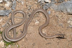 모래뱀속 (Psammophis notostictus)