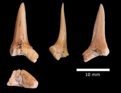 이스라엘에서 발견된 Carcharias samhammeri 화석 치아, 상부 백악기