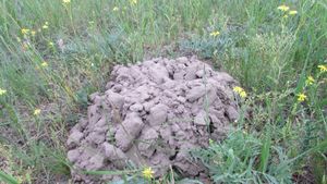 올레쉬키 모래 국립 자연 공원의 모래두더지쥐 활동 흔적