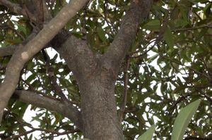 A bat hangs from a tree