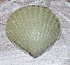 조개 모양의 목욕 소금 정제