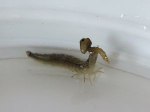 물땡땡이 유충(ガムシ)의 번데기를 포식하는 히메가무시(ヒメガムシ)의 유충