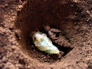 검정물땡땡이의 번데기와 탈피한 유충 껍질