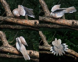 암컷에게 구애하는 목점박이 비둘기