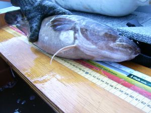 슈피리어호의 배처와나 만