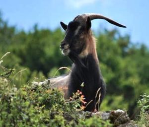 몬테크리스토 산양(Capra hircus)