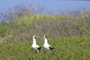 몰덴 섬에서 울음소리를 내는 흰얼굴부비 (Sula dactylatra) 한 쌍