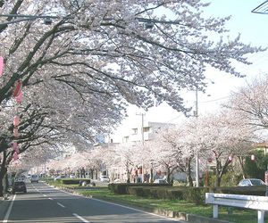 육고다이 벚꽃 거리