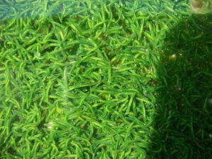 Symsagittifera roscoffensis