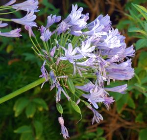 아가판투스 프레코스(Agapanthus praecox) 꽃