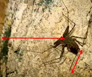 무편목의 앞다리와 뒷다리 비교