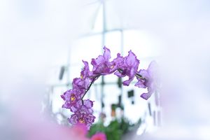 난초 온시디움(프리즘 x 피코티) × 크리스탈 팰리스, 더 멀리서 본 모습