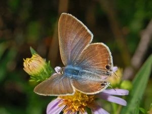 Lampides boeticus 암컷