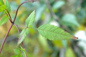 미국가막사리 잎