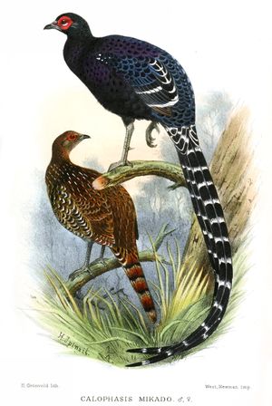 미카도꿩 수컷 삽화
