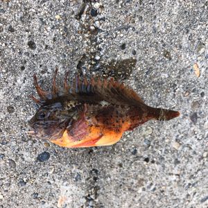 쏠배감펭 2018.7.12 가시마항