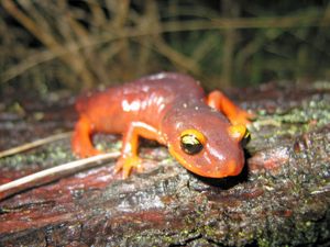 미국도롱뇽과의 일종