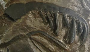 믹소프테루스의 다리. 가시가 잘 보존되어 있다.