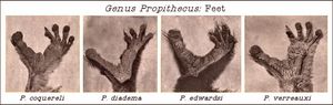 시파카 속(Propithecus) 동물의 발